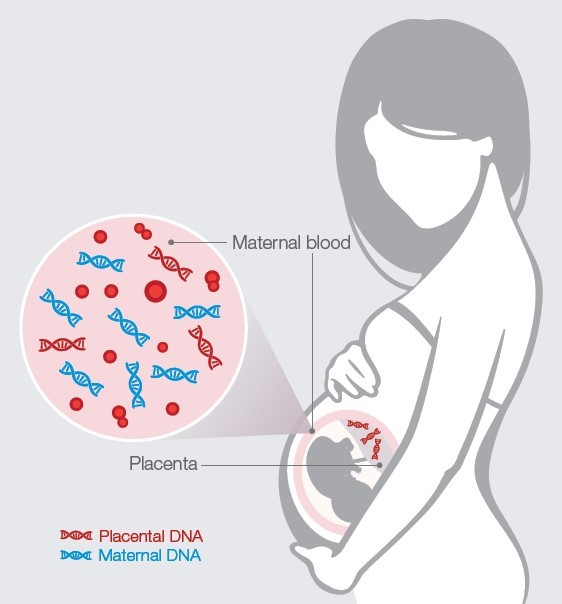 cell-free DNA cell-free DNA
