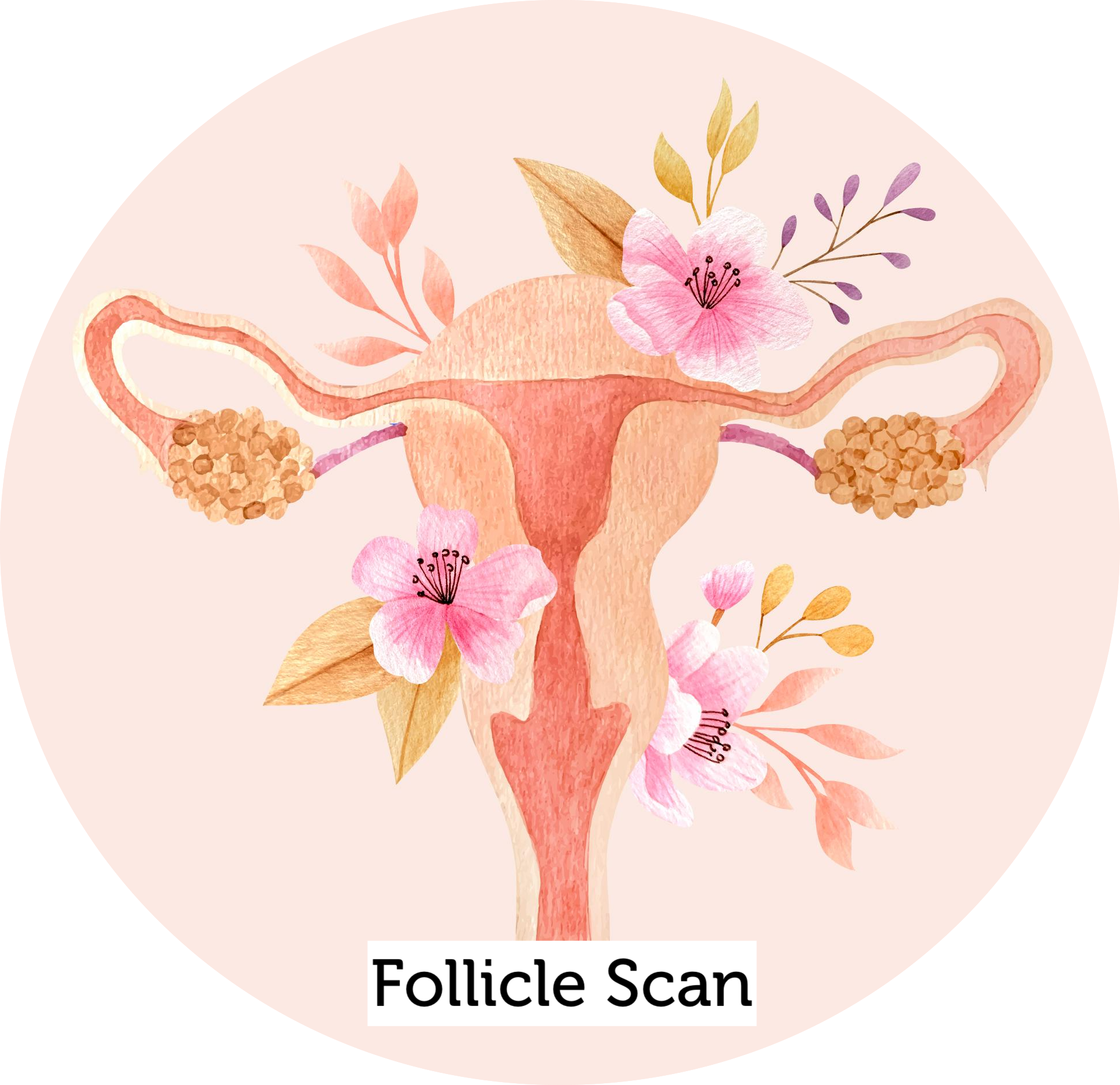 Follicle Scan